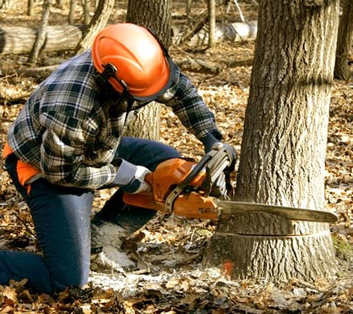 Tree Removal in Island Lake, IL